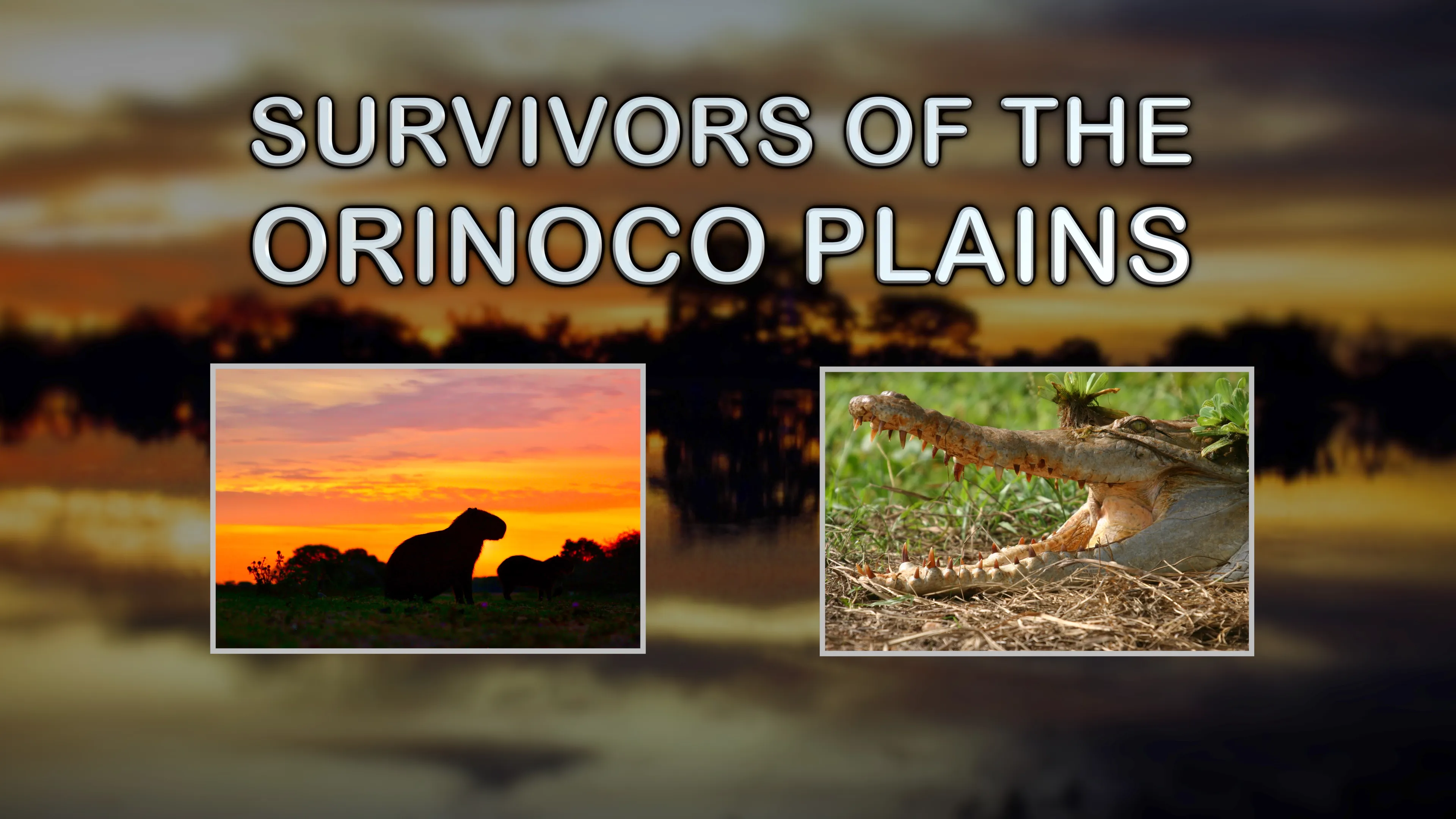 Survivors of the Orinoco Plains poster